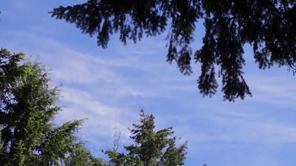 Descienden rama de pino contra el cielo azul — Vídeos de Stock