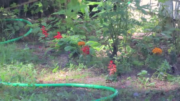 Sprinkler gießen überwucherten Frühlingsgarten — Stockvideo