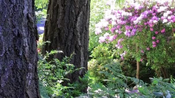 Rododendro rosa arbusto en flor detrás de helecho en Washington — Vídeos de Stock