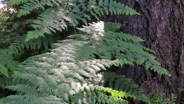 Troncs de fougères et d'arbres dans la forêt d'état de Washington — Video