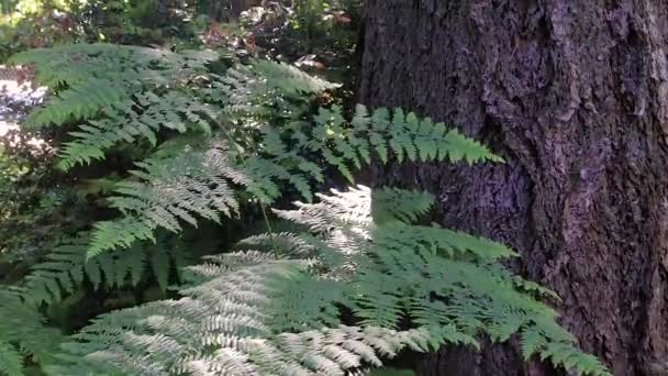 Farne und Baumstämme im Washington State Forest — Stockvideo
