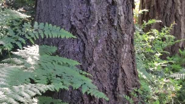 Ormbunkar och träd stammar i washington Statlig skog — Stockvideo