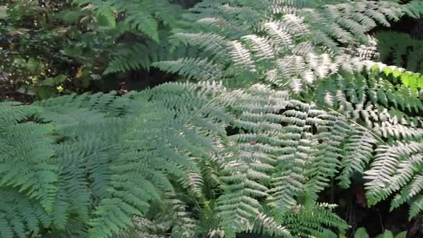 troncs de fougères et d'arbres dans la forêt d'état de Washington 