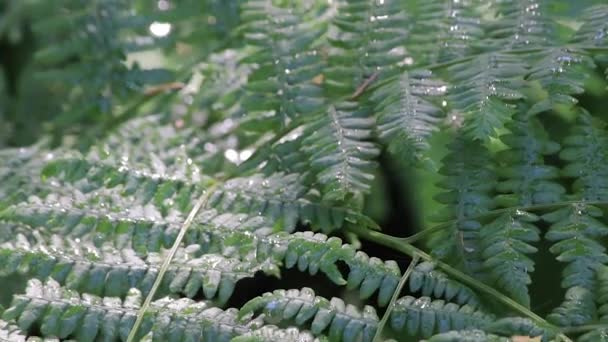 Water spraying on green ferns — Stock Video