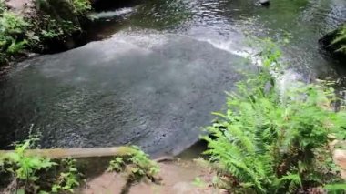 yoğun orman sığ şelale