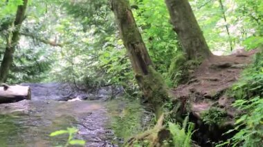 ağaçlar nehir üzerinde oluşan hataları