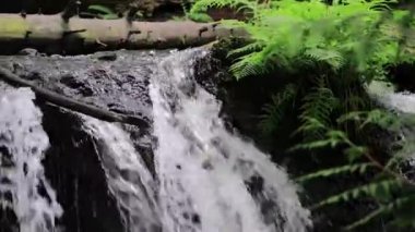 genelinde ve orman şelaleye kadar