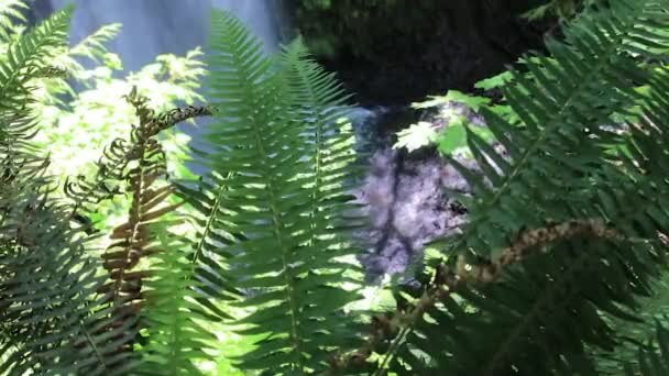 Primer plano de los helechos frente a la cascada — Vídeos de Stock