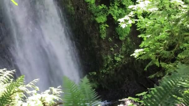 Maples and fern around forest waterfall — Stock Video