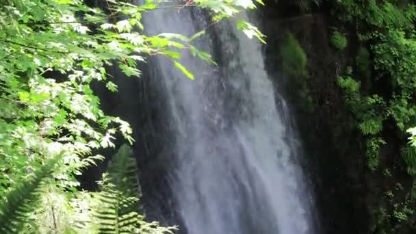 Ahornblätter bis zur Spitze des Wasserfalls — Stockvideo