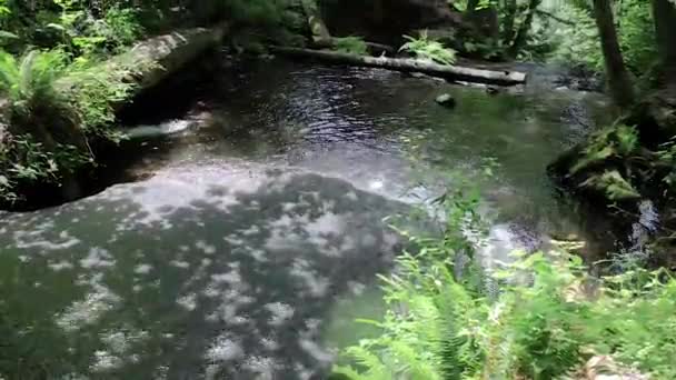 Vom flachen Wasserfall in den Wald — Stockvideo