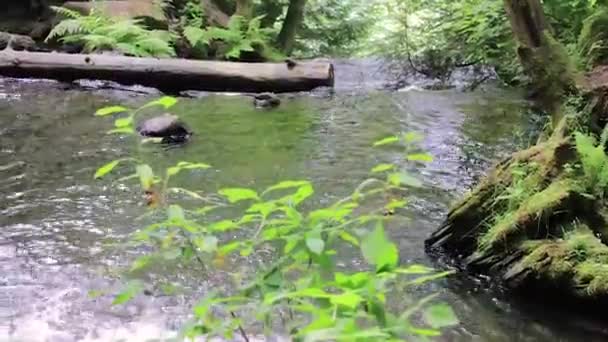 Vom Baumstamm bis zum Wasserfall im Wald — Stockvideo