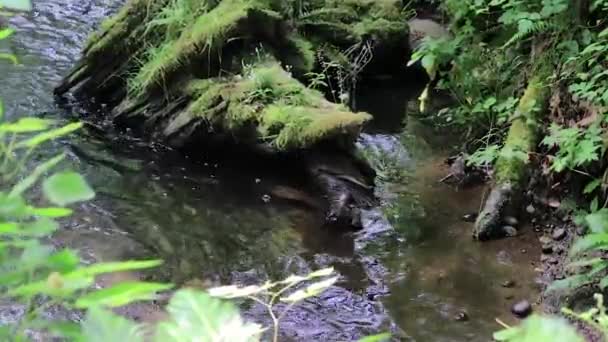 Жуки и мох на лесной реке — стоковое видео