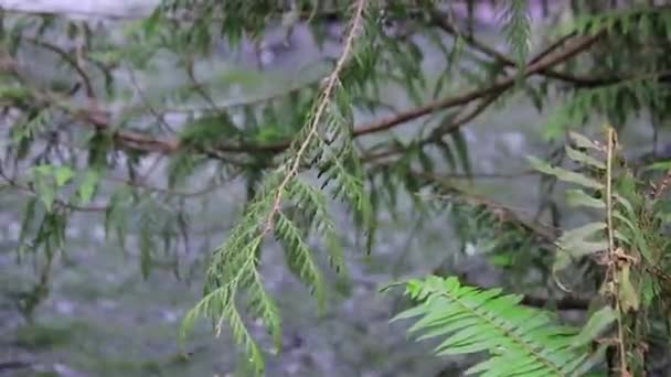 Ramas de cedro y río corriente — Vídeos de Stock