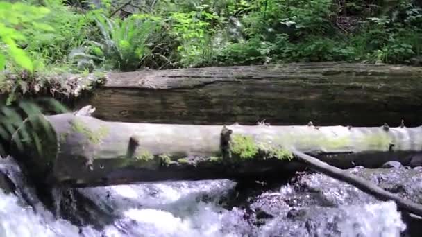 Waterval naar waterval — Stockvideo