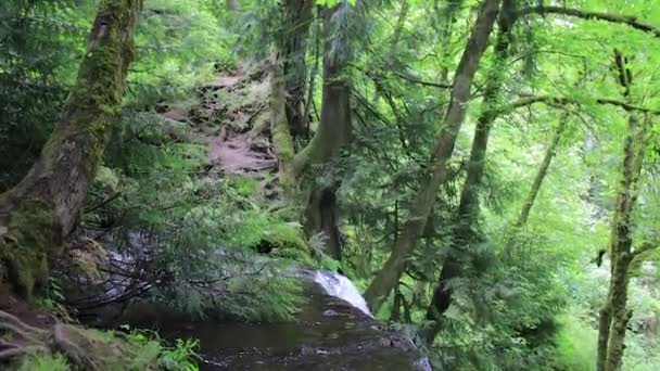 Acima da cachoeira para o caminho da floresta — Vídeo de Stock