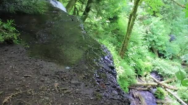 崖の下の森林まで滝します。 — ストック動画
