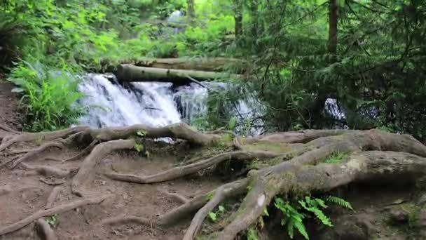 Raízes de árvores e cachoeiras — Vídeo de Stock