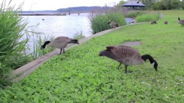 su çim yeme kaz