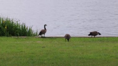 Göl kenarında üç kaz