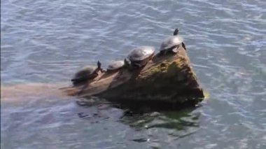 Kaplumbağa grup bir oturum açma sunning.