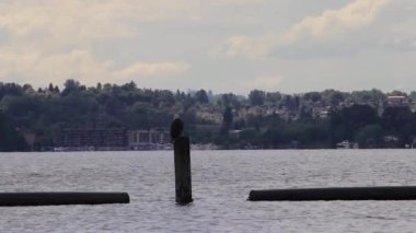 Balık ve uzak flys indi kartal arıyor