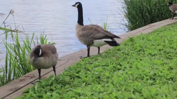 Geese on lake bank — Stock Video