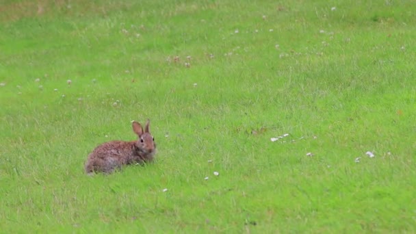 Conejo de primavera en el césped — Vídeo de stock