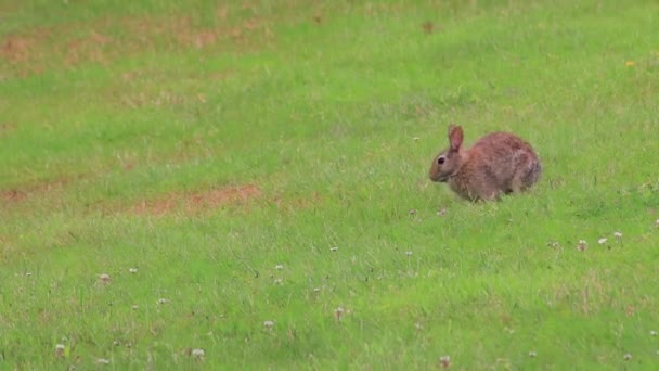 Jeune lapin de printemps sur la pelouse — Video