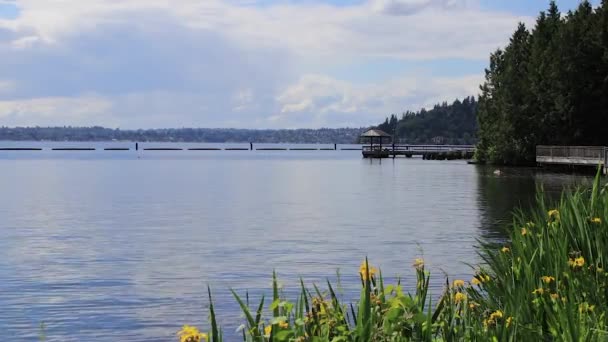 Wilde iris lake washington en visserij docks — Stockvideo