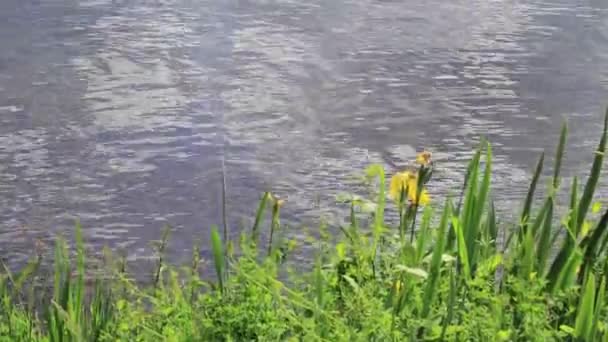 Wilde Iris Water Langs Oevers Van Lake Washington — Stockvideo