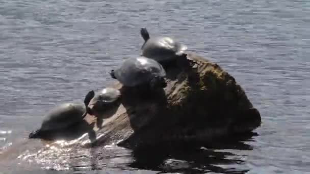 Bir bacağını güneşte tekme kaplumbağaları — Stok video