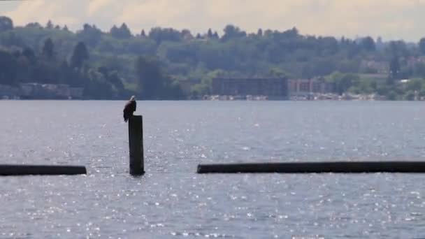 Aigle de printemps regardant au-dessus du lac — Video