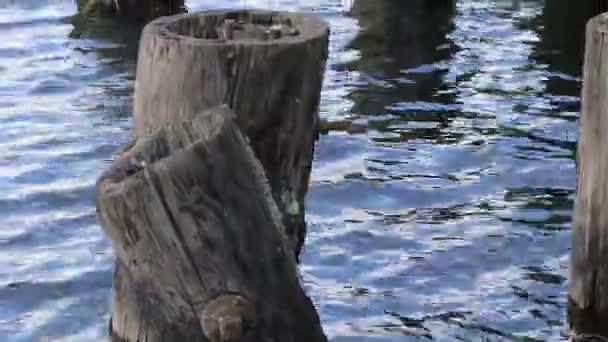 桩沿着华盛顿湖岸边生长植物和苔藓 — 图库视频影像