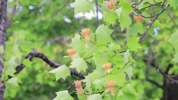 Panning hasta árbol de tulipán — Vídeos de Stock