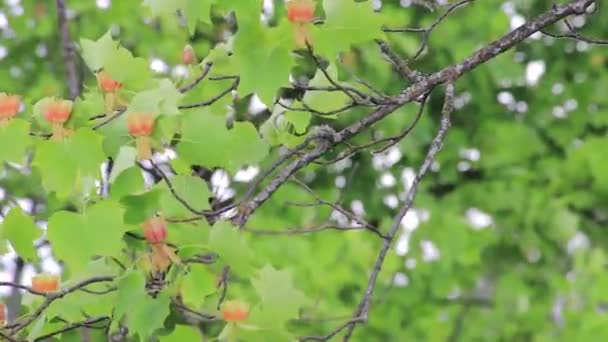 Bajando el árbol del tulipán — Vídeo de stock