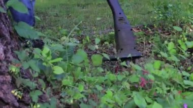 sapılmak otlar ve büyüme kesim