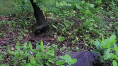 whipper bahçesinde kadar Temizleme