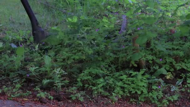 Réduire les mauvaises herbes — Video