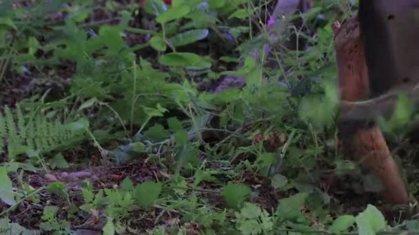 Éliminer les mauvaises herbes — Video