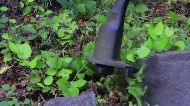 Überwucherte Blätter zurückgeschnitten — Stockvideo
