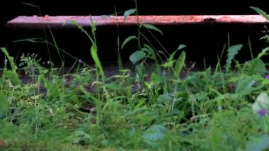 kırpma büyüme driveway yakınındaki