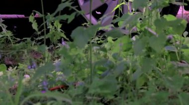 aşağı kesim otlar yakın çekim