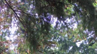 yağmur ve güneş altında çam