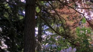 renkli dallarına çam