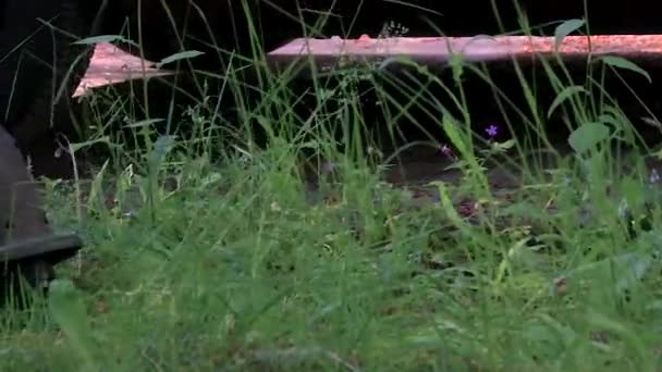 Snijden onkruid vooraan in de tuin — Stockvideo