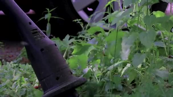 Сорняки вырубают во дворе — стоковое видео
