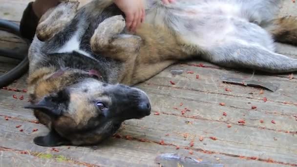 Acariciando de cabeça para baixo barriga do cão — Vídeo de Stock