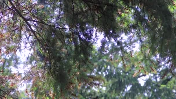 Rain and sun in pine — Stock Footage Rain and sun in pine Royalty Free Stock Footage