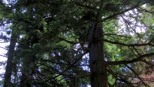 A través de las ramas de pino ancho — Vídeos de Stock